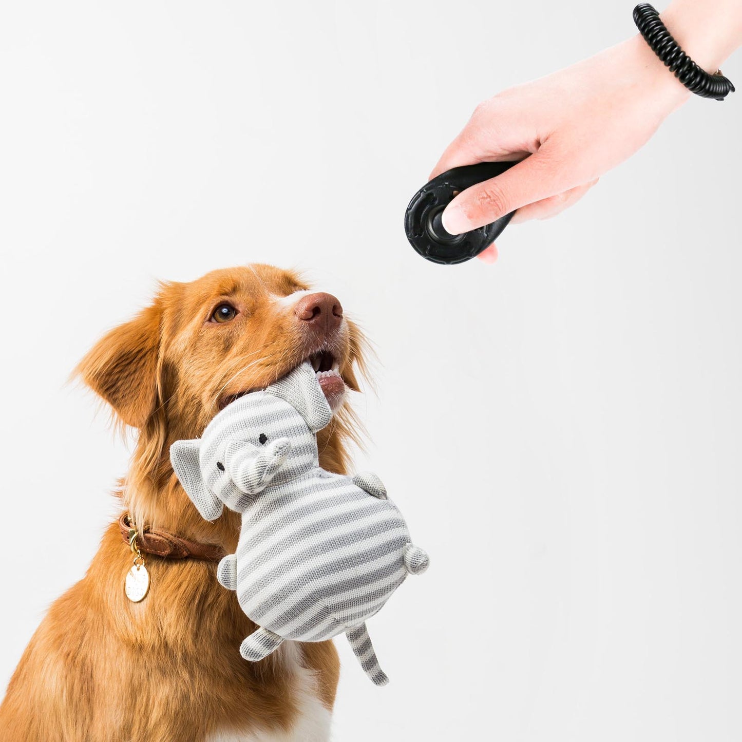 4 Piece Dog Training Clicker with Wrist Strap, Black & Red